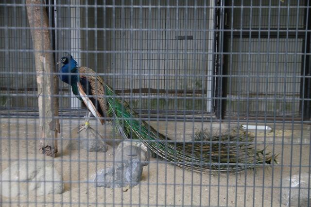 IMG_7806_1500.JPG